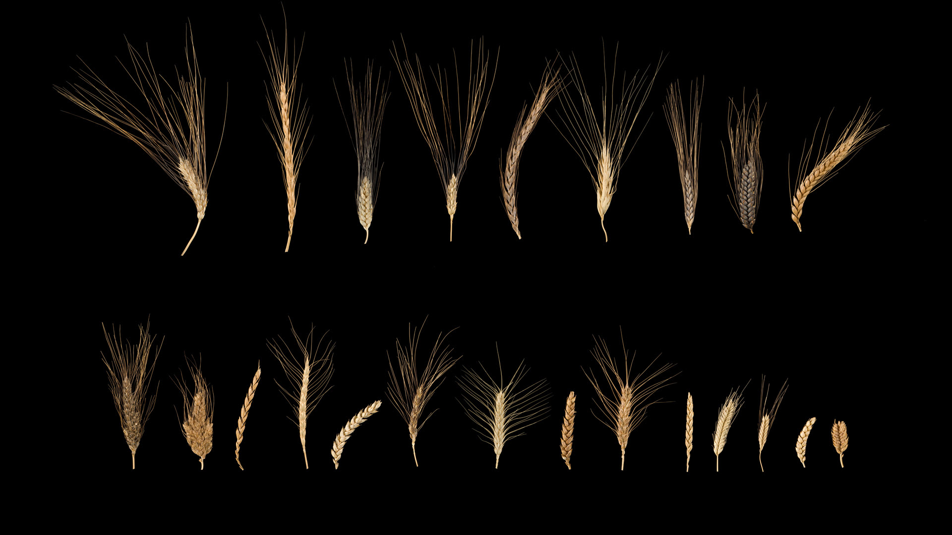 Weizen, blé, phenotypes